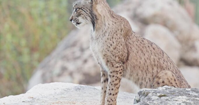 Iberian lynx (Lynx pardinus) in a Mediterranean landscape in the Sierra de And&uacute;jar, Andaluc&iacute;a, Spanish.