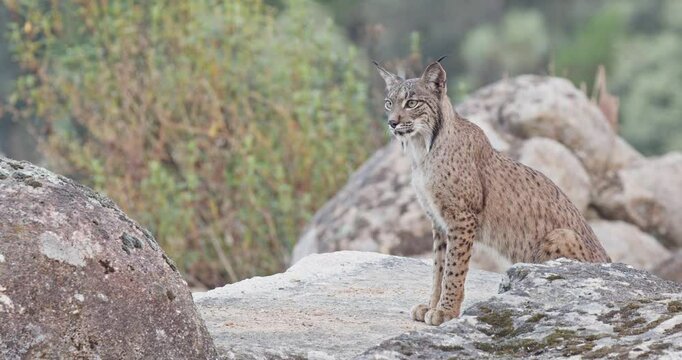 Iberian lynx (Lynx pardinus) in a Mediterranean landscape in the Sierra de And&uacute;jar, Andaluc&iacute;a, Spanish