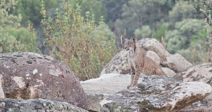 Iberian lynx (Lynx pardinus) in a Mediterranean landscape in the Sierra de And&uacute;jar, Andaluc&iacute;a, Spanish