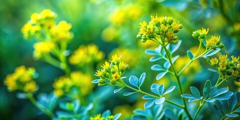 Common rue, its medicinal properties highlighted in a photograph; green leaves, yellow flowers, rule of thirds composition.
