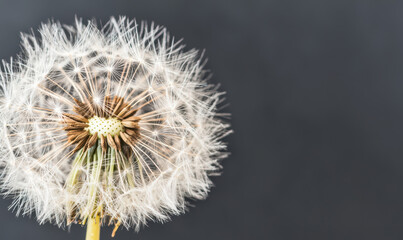 Fototapeta premium Captivating Close-Up of a Dandelion: Nature's Delicate Beauty and Intricate Seed Structure
