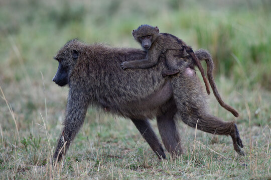 babouin et son petit