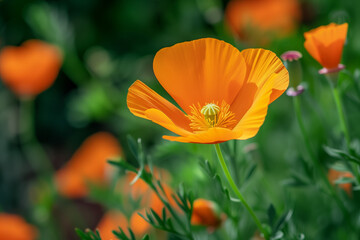 Orange Eschscholzia flowers California poppy flower in sunlight
