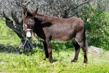 A Brown Donkey standing in the sunshine in a green field on Rhodes, Greece.