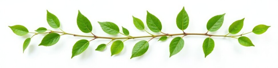 Naklejka premium Single branches with leaves isolated on white background, botanical photography, leafy branches, nature isolated