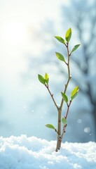 Sprouting branches on a snowy white background, foliage, serene