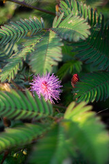 flower Mimosa pudica 