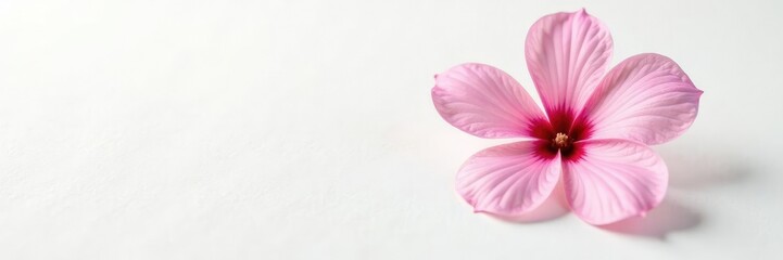 Obraz premium Single flower on white background with texture, petals, closeup, blossom