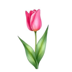 Fototapeta premium Vibrant pink tulip watercolor painting floral art home decor natural setting close-up view botanical concept