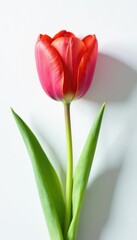 Naklejka premium Tulip flower on a crisp white background with subtle texture, white, nature, spring