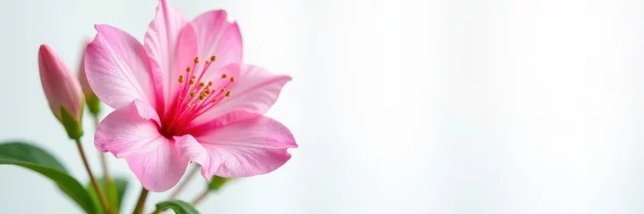  Close-up of delicate azalea flower and new growth, white backdrop , garden, isolated object © Busban