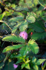 flower Mimosa pudica "putri malu"