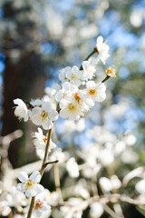 White plum blossoms full of white blue sky background, spring landscape. warm season