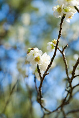 White plum blossoms full of white blue sky background, spring landscape. warm season