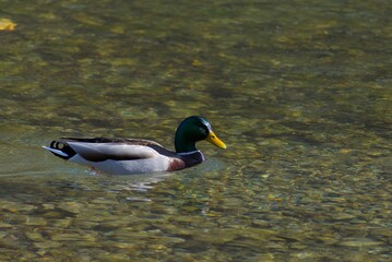 Obraz premium Mallard duck glides gracefully on a clear, sunlit pond, showcasing its vibrant plumage