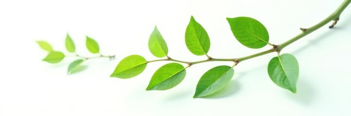 Fototapeta premium Delicate branch with leaves isolated on white background, isolated branches, greenery, foliage