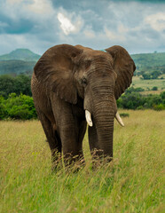 Fototapeta premium An elephant seeks treats in grassland at Pilanesberg National Park.