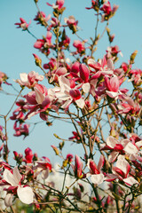 pink Magnolia Flowers in Full Bloom Against Blue Sky