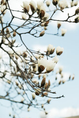 bird nest on tree.White Magnolia Flowers in Full Bloom Against Blue Sky