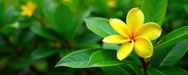 Green foliage surrounds yellow frangipani blossom, flowers, nature, yellow