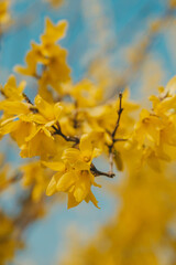 Yellow forsythia blooming along the roadside