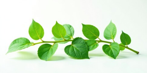 Fototapeta premium Green stem with leaves isolated on white background, plants, foliage, flora