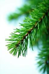 Pine needles with soft and fuzzy texture isolated, closeup, pine needles, trees
