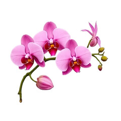 Fototapeta premium Delicate pink orchid watercolor painting botanical art indoor setting nature inspired soft light and elegance