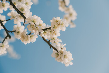 blooming cherry tree