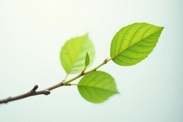 Single branch with a few leaves on white background in soft focus, white space, isolated branch, natural light