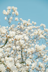 White Magnolia Flowers in Full Bloom Against Blue Sky