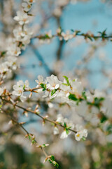 
Before the small white flowers in full bloom fall, small green leaves bloom. Spring comes, the season when flowers bloom and leaves fall