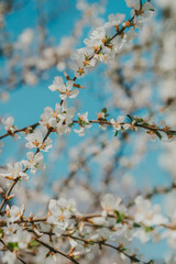 cherry blossom in spring.
Before the small white flowers in full bloom fall, small green leaves bloom. Spring comes, the season when flowers bloom and leaves fall