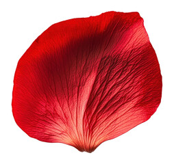 PNG A single Bachelors Button petal botanical flower detail.