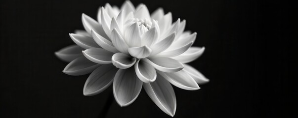 Fototapeta premium Stunning black and white dahlia, high contrast, sharp detail, high resolution, flower, bloom