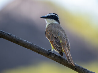 Schwefelmaskentyrann