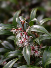 Fototapeta premium Closeup of flowers of Sarcococca hookeriana var. digyna 'Purple Stem' in a garden in spring