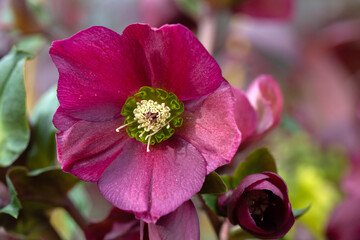 Closeup of a single flower of Hellebore (Helleborus 'Ice N' Roses Red') in a garden in spring