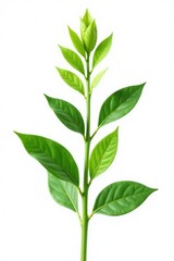 Fototapeta premium Green plant stem isolated on white background, botanical, floral