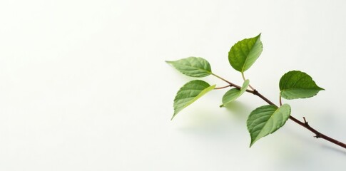 Fototapeta premium Single branch with leaves against white background, elegant, background, foliage
