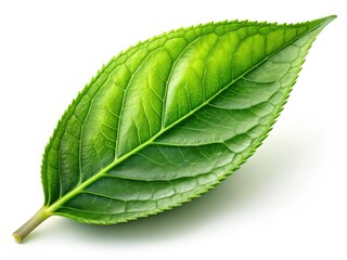 Obraz premium Stunning green tea leaf photography: high-resolution images for impactful design & branding.