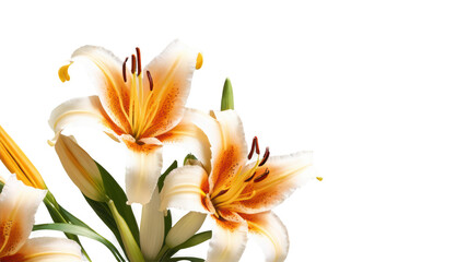 Fototapeta premium tiger lily