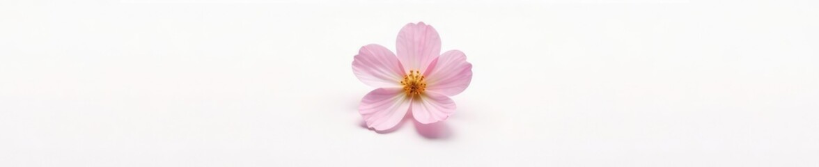 Fototapeta premium Single isolated blossom on a plain white background, white, isolated, blossoms