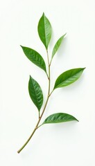 Obraz premium Single isolated branch on white background with gentle curves and soft light, plant, elegant