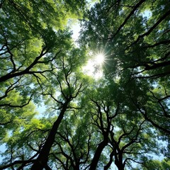 Canopy above, filtered sunlight filtering through, sunlight, light