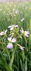 white and pink flowers,  Purple Wildflower Blooming Against Sky in Nature