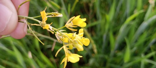 yellow daffodils in the garden, Yellow Wildflower Held in Hand with Green Background