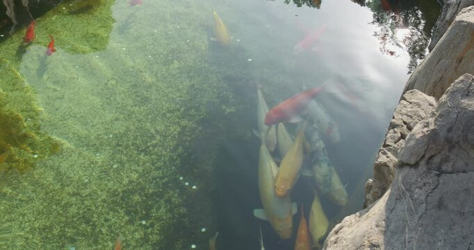 Colorful koi fish swimming in the pond