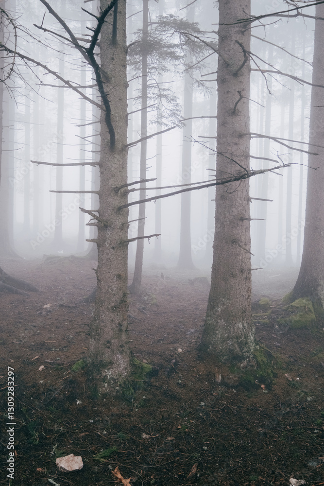 Aufkleber fog shrouded trees create a serene and mysterious atmosphere emphasizing the forest's tranquil beaut