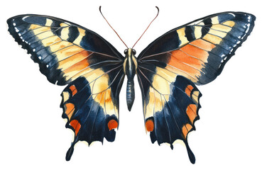 PNG Vintage watercolor of a butterfly invertebrate animal insect.